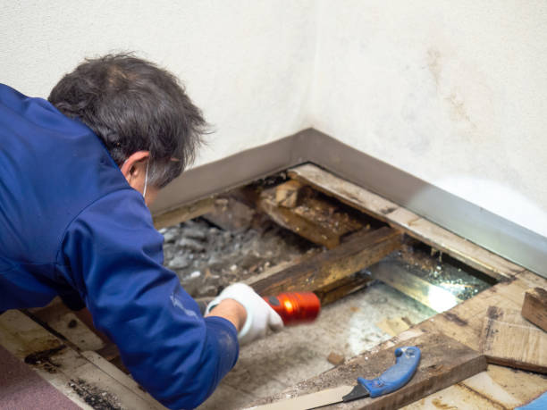 Best Mold Remediation  in Kentfield, CA