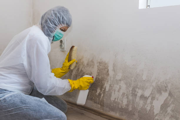 Best Mold Testing and Removal  in Kentfield, CA