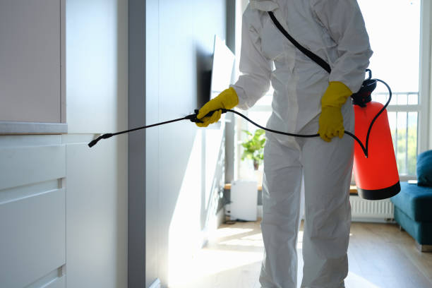 Best Mold Damage Repair  in Kentfield, CA