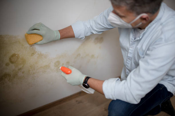 Best Fast Mold Removal  in Kentfield, CA