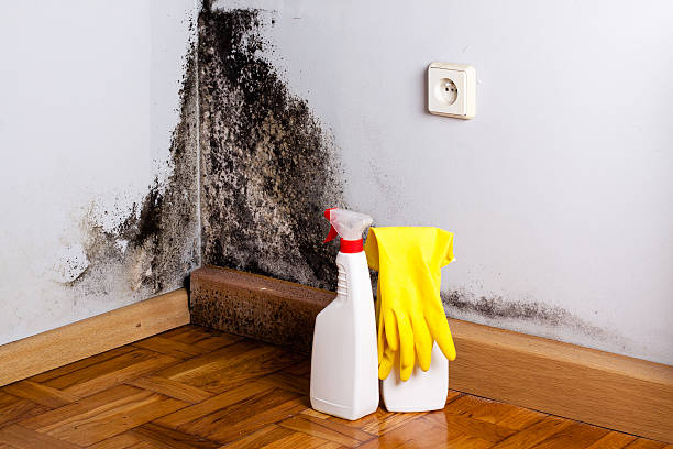 Best Mold Cleaning Services  in Kentfield, CA