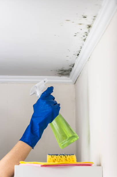 Best Local Mold Removal Service  in Kentfield, CA