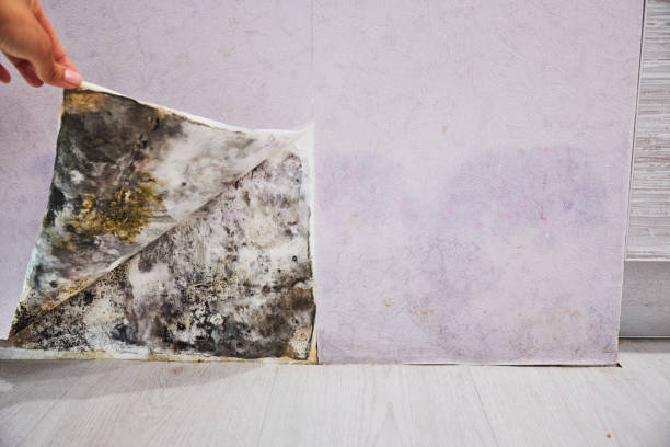 Best Mold Remediation Experts  in Kentfield, CA